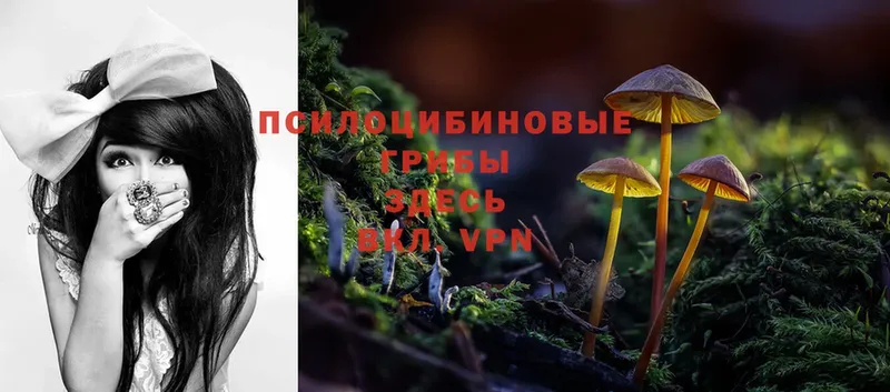 Галлюциногенные грибы MAGIC MUSHROOMS  цена наркотик  Петухово 